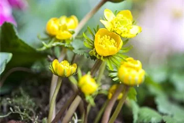 Winterlinge pflanzen