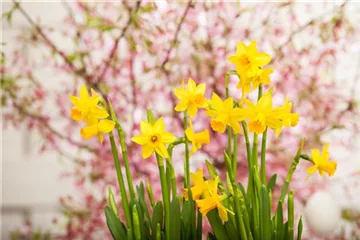 Kleiner Garten – mache ihn groß