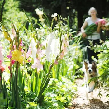 Schöne Blumen aus dem eigenen Garten