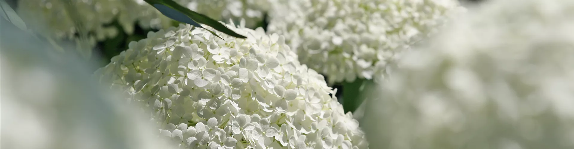 Gartenfreude zu verschenken!