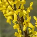 Forsythia x intermedia 'Lynwood'