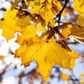 Acer platanoides