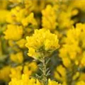 Cytisus