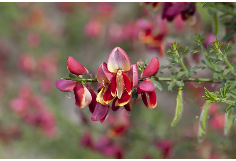 Edelginster 'Goldfinch'