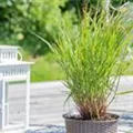 Panicum virgatum 'Rehbraun'
