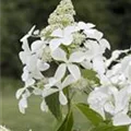 Hydrangea paniculata 'Skyfall'