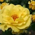 Rosa 'Lichtkönigin Lucia'®