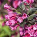 Weigela florida