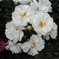 Rosa 'Diamant'®
