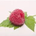Rubus idaeus