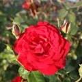 Rosa 'Grandhotel'®
