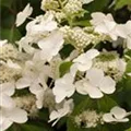 Hydrangea paniculata 'Levana'(s)