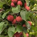 Malus Hybride