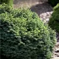 Picea omorika 'Karel'