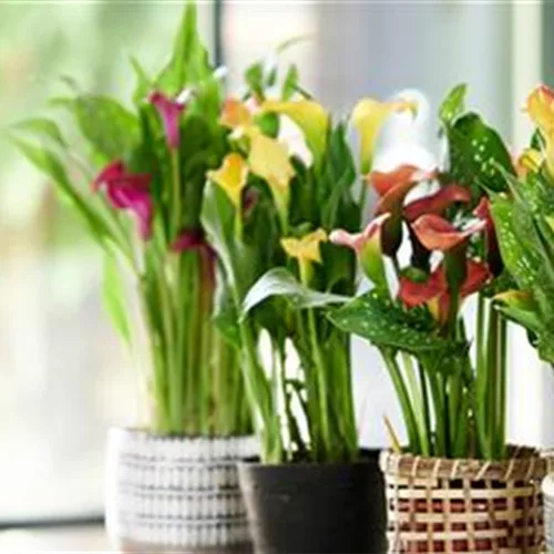 Pflanze des Monats Juni 2026: Calla