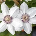 Clematis 'Miss Bateman'
