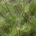 Pinus nigra