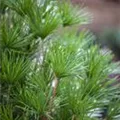 Sciadopitys verticillata