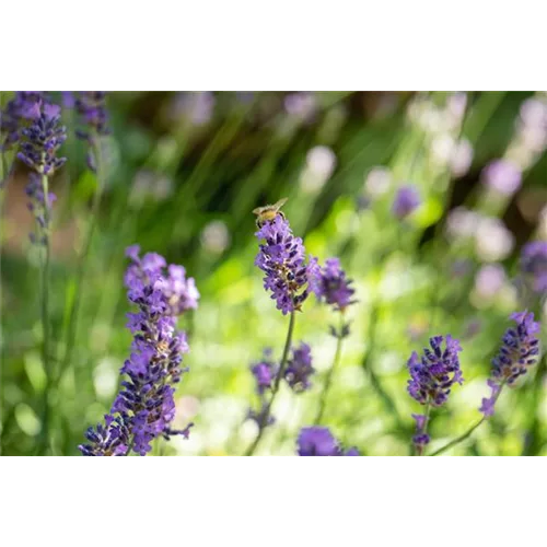 Gartenkalender Juli 2026