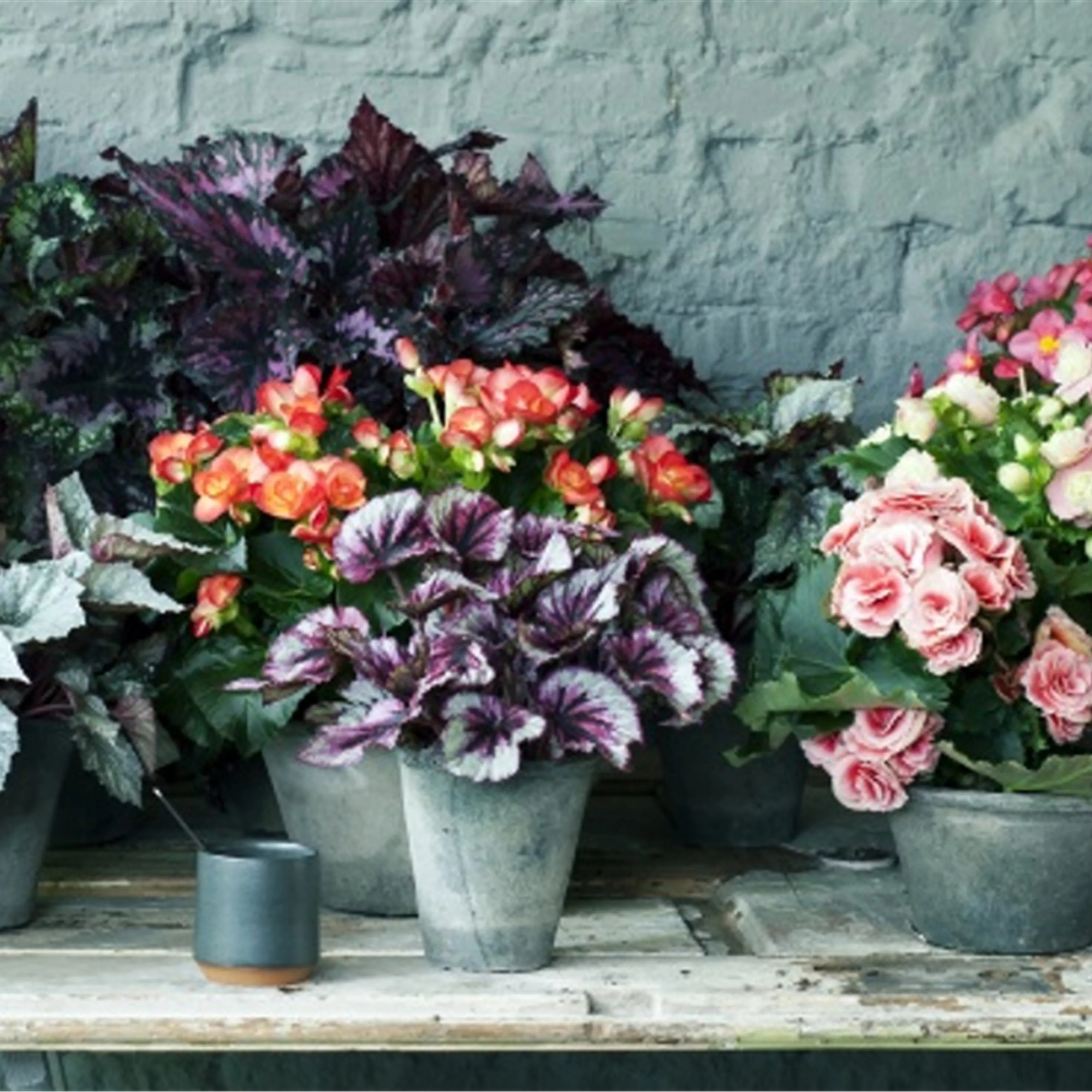 Pflanze des Monats April 2026: Begonie