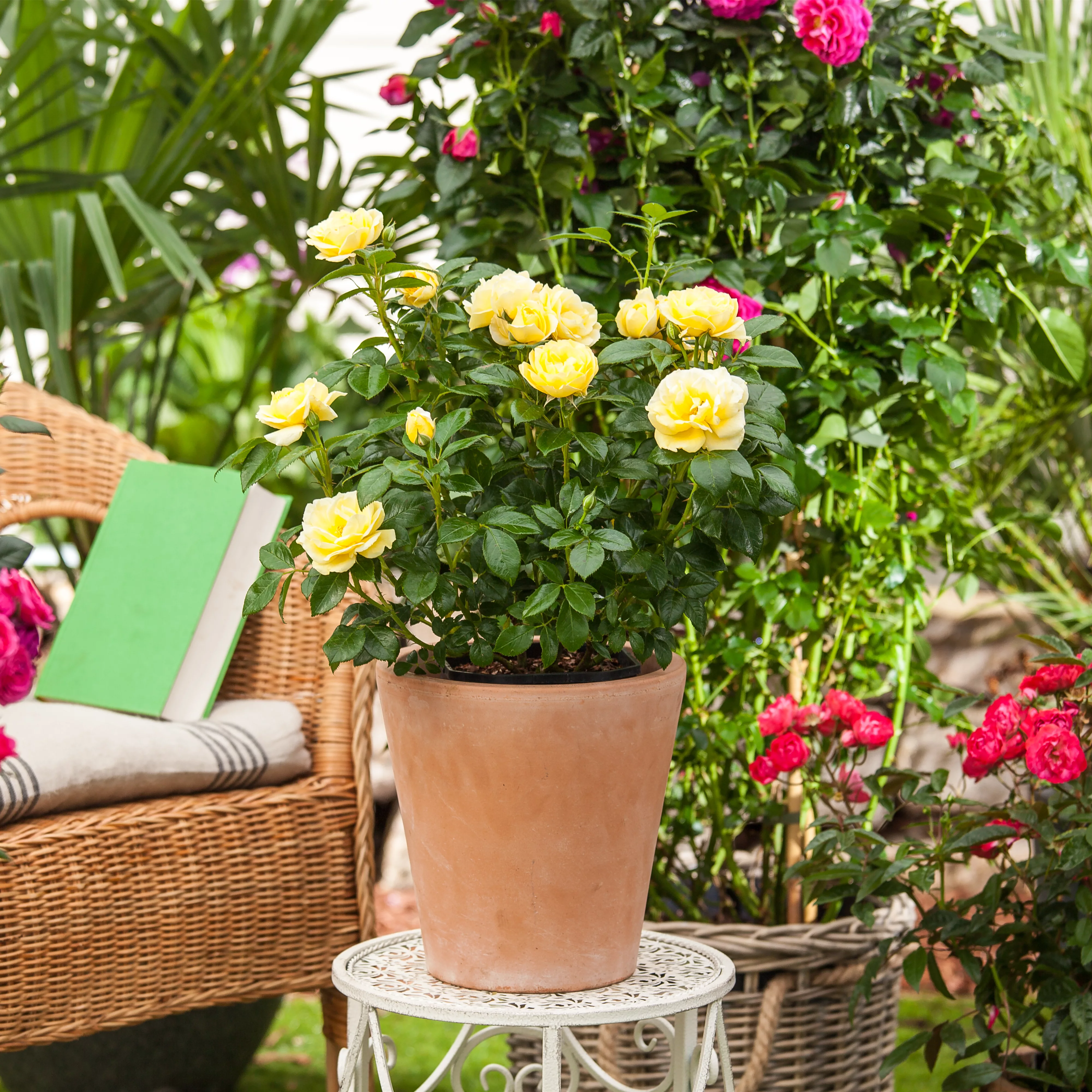 Pflanze des Monats Mai 2026: Topfrose