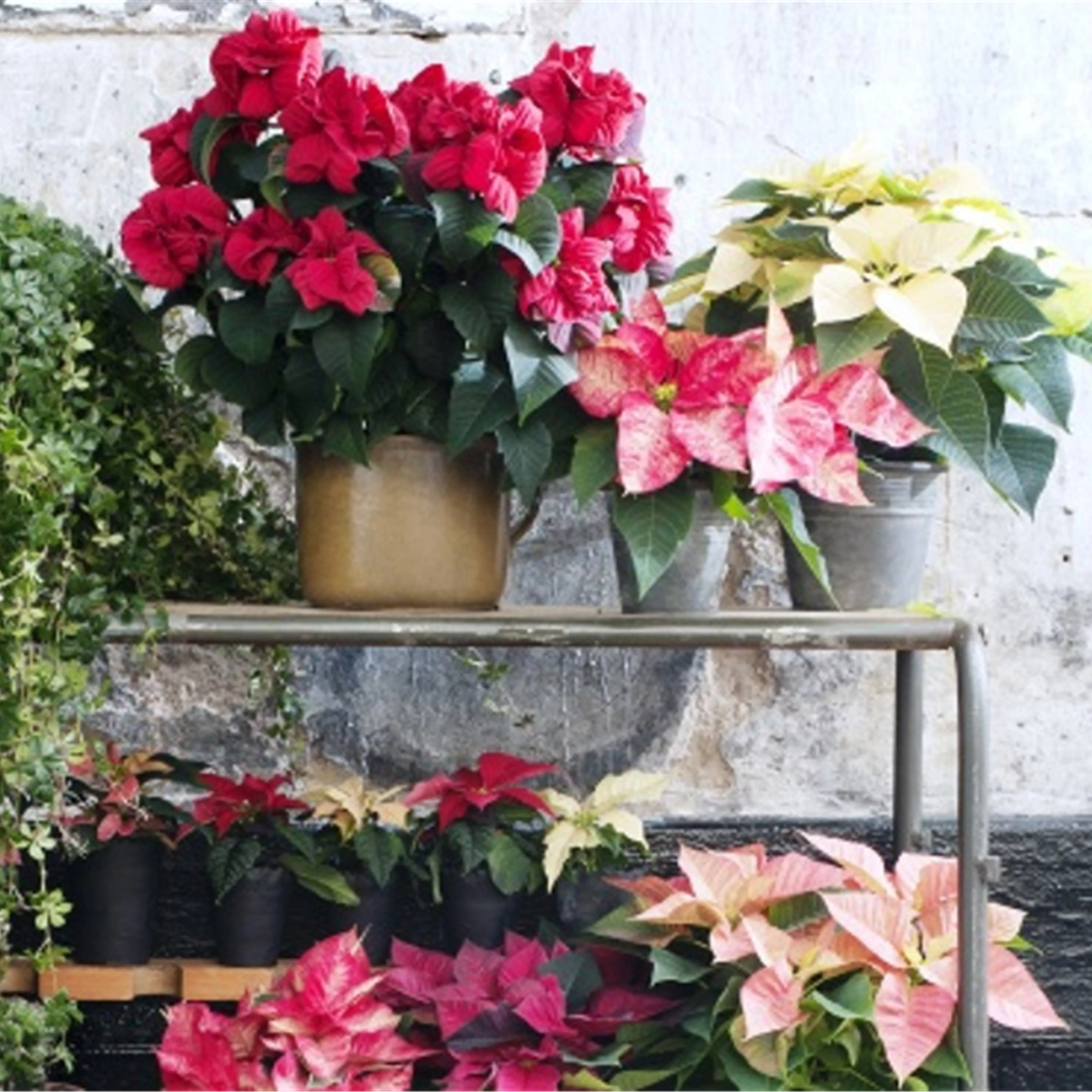 Pflanze des Monats November 2026: Poinsettie