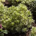 Pieris japonica 'Variegata'