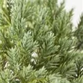 Juniperus squamata 'Blue Star'