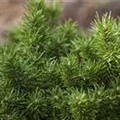 Pinus banksiana