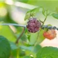 Rubus idaeus