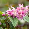 Deutzia magnifica 'Tourbillon Rouge'