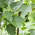 Acer capillipes
