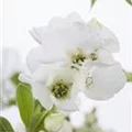 Exochorda racemosa 'Niagara'®