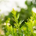 Ilex max Impala