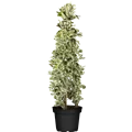 Euonymus japonicus 'Kathy'(s)