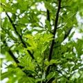 Malus toringo 'Brouwers'