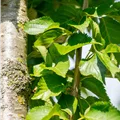 Prunus 'Umineko'