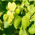 Vitis vinifera 'Erdbeertraube'