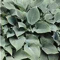 Hosta x fortunei