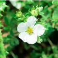 Potentilla Bella Bianca