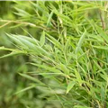 Well-Born Bamboo ® - Fargesia 'Green Lion' ®