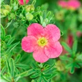 Potentilla Bellissima