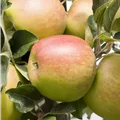 Malus domestica 'Pfirsichroter Sommerapfel'