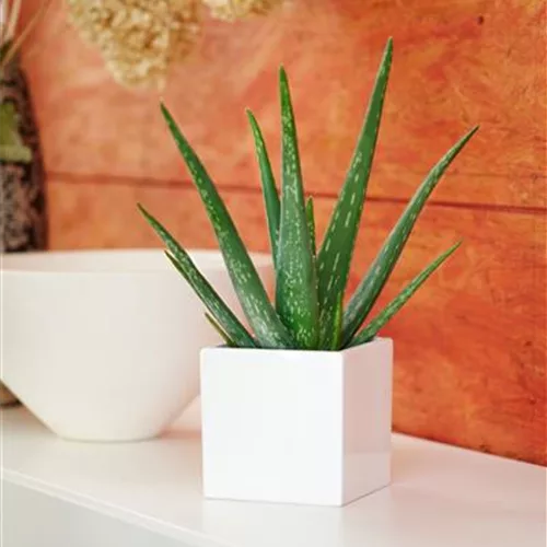 Pflanze August 2025: Aloe