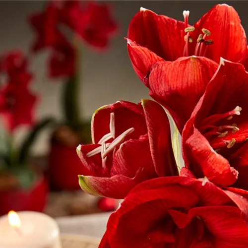 Pflanze Dezember 2025: Amaryllis