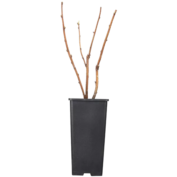 Rubus id.'Heritage' CAC