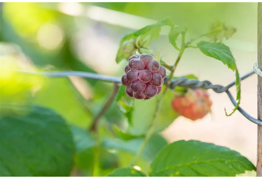 Himbeere 'Primberry® Autumn Passion®'