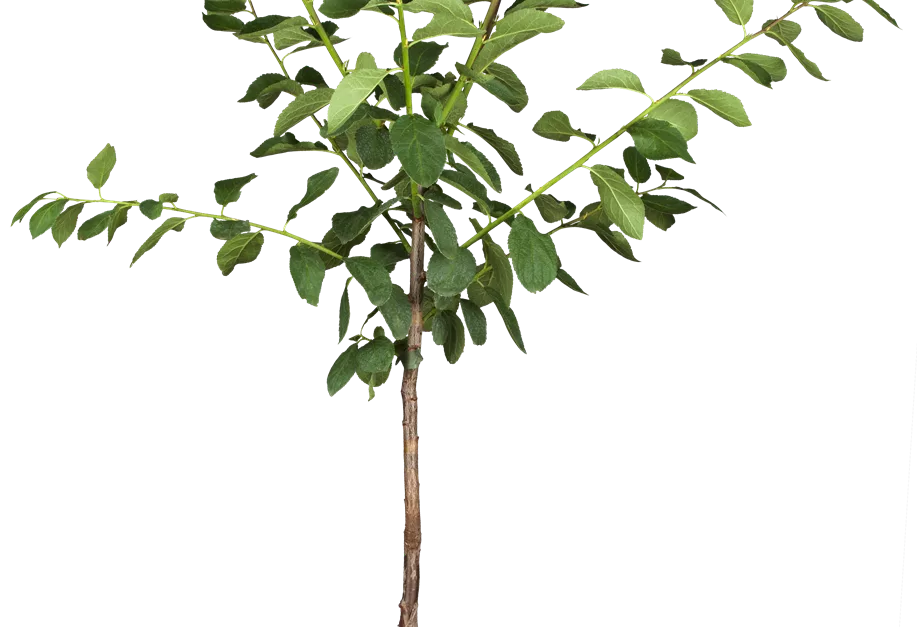 Mirabelle 'Bellamira'®