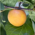 Prunus armeniaca