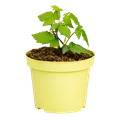 Rubus fruticosus Lowberry® 'Little Black Prince'®